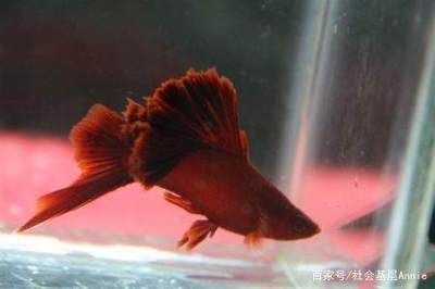 觀賞魚(yú)類排行榜（2018觀賞魚(yú)類排行榜）