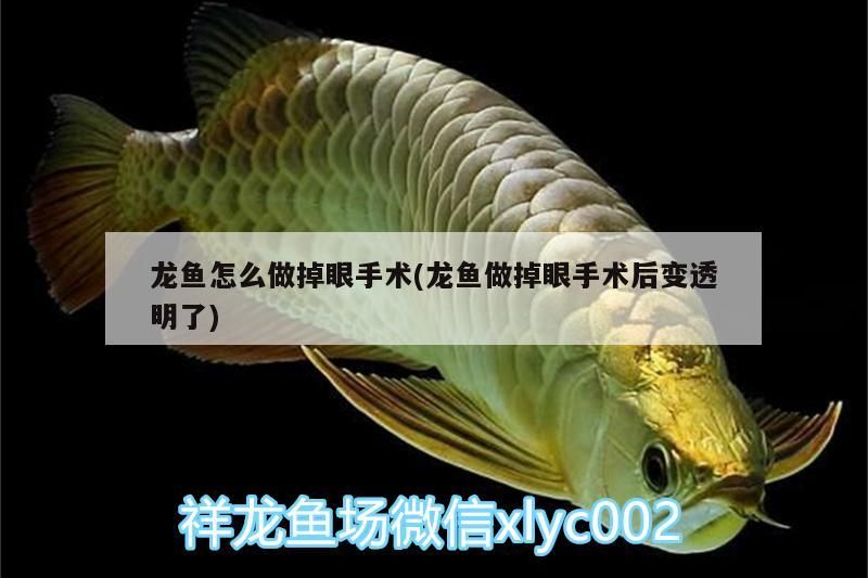 龍魚怎么做掉眼手術(龍魚做掉眼手術后變透明了)（龍魚怎么做掉眼手術） 龍魚怎么做掉眼手術(龍魚做掉眼手術后變透明了)（龍魚怎么做掉眼手術） 觀賞魚百科