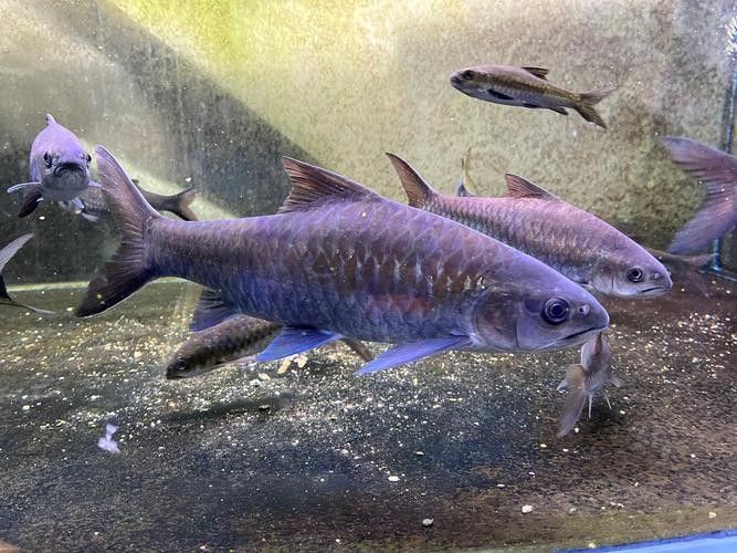 阿克陶龍魚（阿克陶龍魚在中國文化中具有重要的地位，被視為吉祥的象征）
