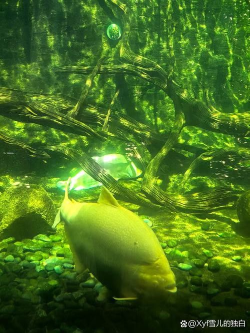 阿克陶龍魚（阿克陶龍魚在中國文化中具有重要的地位，被視為吉祥的象征）
