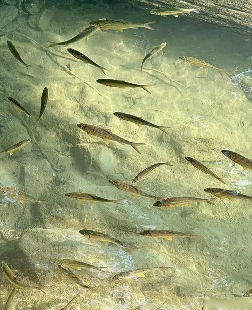 阿克陶龍魚（阿克陶龍魚在中國文化中具有重要的地位，被視為吉祥的象征）