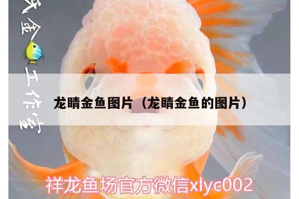 龍睛金魚圖片（龍睛金魚的圖片）（龍睛金魚屬于什么品種）