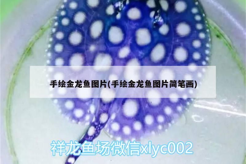 手繪金龍魚圖片(手繪金龍魚圖片簡筆畫)（手繪金龍魚圖片）