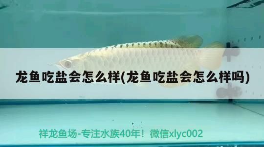 魚缸造景先放沙還是先放水(魚缸造景先鋪沙還是先放石頭) 龍魚吃鹽會怎么樣(龍魚吃鹽會怎么樣嗎)(龍魚吃鹽會怎么樣) 觀賞魚百科 龍魚吃鹽會怎么樣(龍魚吃鹽會怎么樣嗎)(龍魚吃鹽會怎么樣) 龍魚吃鹽會怎么樣(龍魚吃鹽會怎么樣嗎)(龍魚吃鹽會怎么樣) 觀賞魚百科