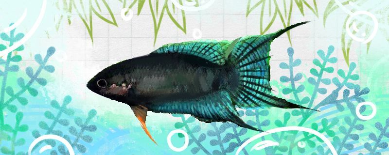 耐低氧的淡水魚有哪些不打氧能養活嗎（耐低氧淡水魚有哪些不打氧能養活嗎）