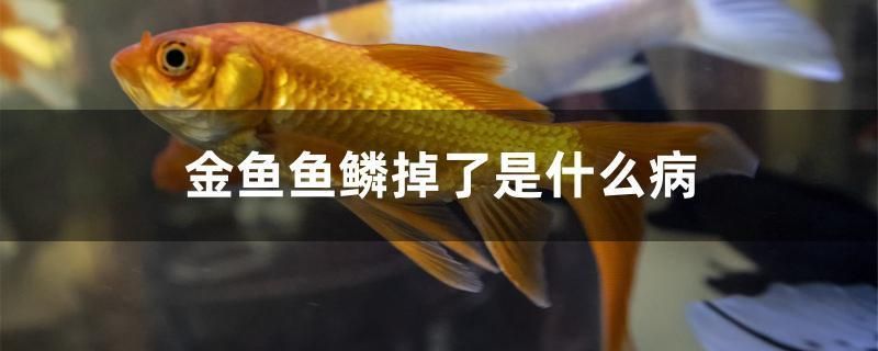 短身金龍魚優(yōu)點缺點（鉛筆魚怎么看品相）（如何評估短身金龍魚的優(yōu)缺點）