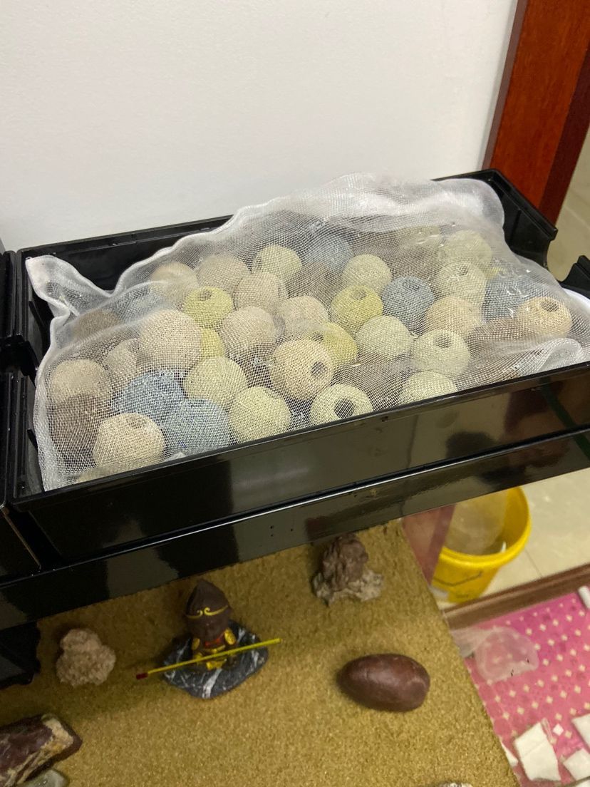短身金龍魚優(yōu)點缺點（鉛筆魚怎么看品相）（如何評估短身金龍魚的優(yōu)缺點）