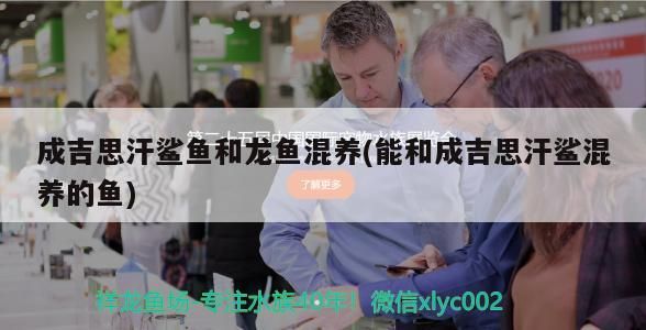 紅龍魚燈什么牌子好用一點兒的(紅龍魚專用燈哪個牌子的好)（成吉思汗鯊魚和龍魚混養）