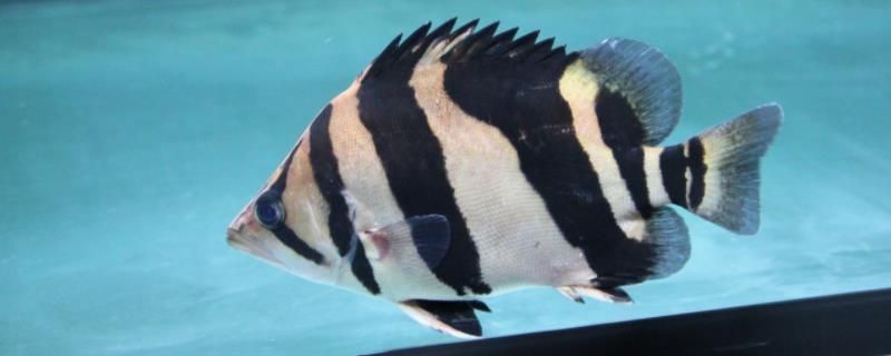 赤焰中國虎魚，如何辨別赤焰中國虎魚健康狀態