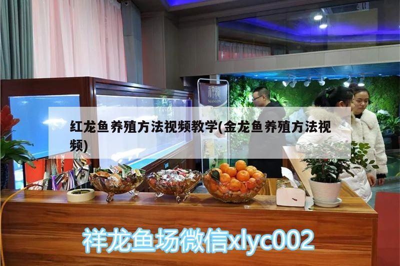 虎斑恐龍魚繁殖方式圖解視頻教程(熱帶魚虎斑的繁殖)（紅龍魚養(yǎng)殖方法視頻教程）