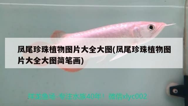 鳳尾珍珠植物圖片大全大圖(鳳尾珍珠植物圖片大全大圖簡筆畫)（鳳尾珍珠植物圖片大全） 鳳尾珍珠植物圖片大全大圖(鳳尾珍珠植物圖片大全大圖簡筆畫)（鳳尾珍珠植物圖片大全） 觀賞魚百科