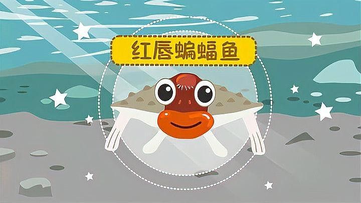 紅口魚和金龍魚的區別（“紅口魚”和“金龍魚”的區別）