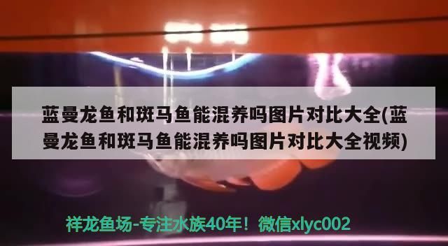 藍曼龍魚和斑馬魚能混養嗎圖片對比大全(藍曼龍魚和斑馬魚能混養嗎圖片對比大全視頻)（藍曼龍魚和斑馬魚能混養嗎）