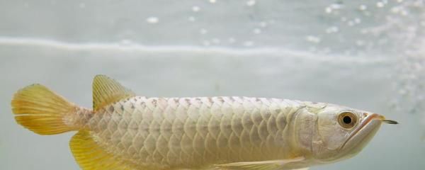 銀龍魚和黃頭龜混養（混養銀龍魚和黃頭龜時，如何平衡兩者對水溫的不同需求？） 銀龍魚和黃頭龜混養（混養銀龍魚和黃頭龜時，如何平衡兩者對水溫的不同需求？） 觀賞魚百科