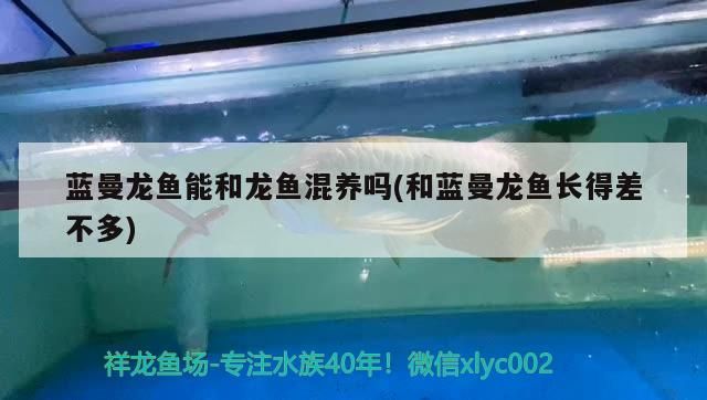 藍曼龍魚能和龍魚混養嗎(和藍曼龍魚長得差不多)（關于藍曼龍魚能和龍魚混養嗎） 藍曼龍魚能和龍魚混養嗎(和藍曼龍魚長得差不多)（關于藍曼龍魚能和龍魚混養嗎） 觀賞魚百科