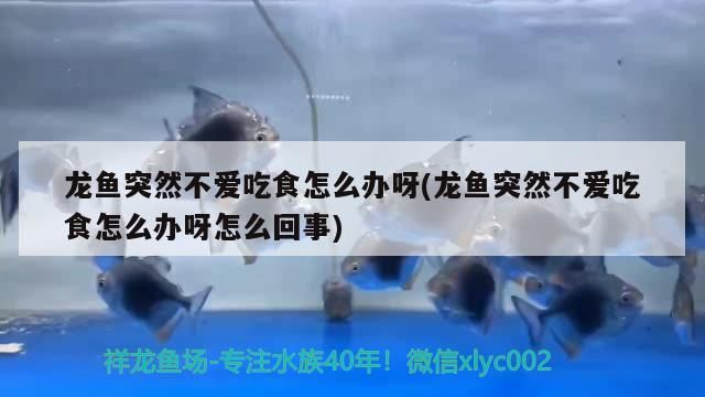 龍魚突然不愛吃食怎么辦呀(龍魚突然不愛吃食怎么辦呀怎么回事)（龍魚不愛吃食怎么辦）