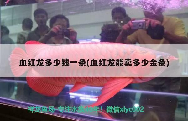 血紅龍多少錢一條(血紅龍能賣多少金條)（《魔獸世界》血紅龍多少錢一條泰國斗魚能賣多少金條）