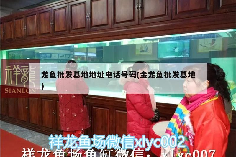 龍魚批發基地地址電話號碼(金龍魚批發基地)（北京市龍魚批發基地地址電話號碼）