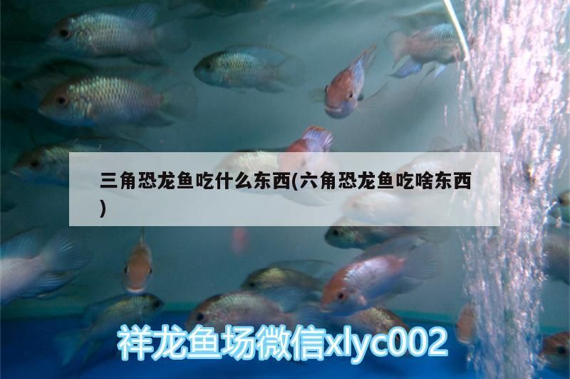 三角恐龍魚吃什么東西(六角恐龍魚吃啥東西)（三角恐龍魚吃什么東西）