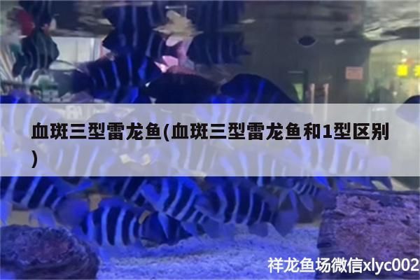 血斑三型雷龍魚(血斑三型雷龍魚和1型區別)（血斑三型雷龍魚和1型雷龍魚和1型區別） 血斑三型雷龍魚(血斑三型雷龍魚和1型區別)（血斑三型雷龍魚和1型雷龍魚和1型區別） 觀賞魚百科
