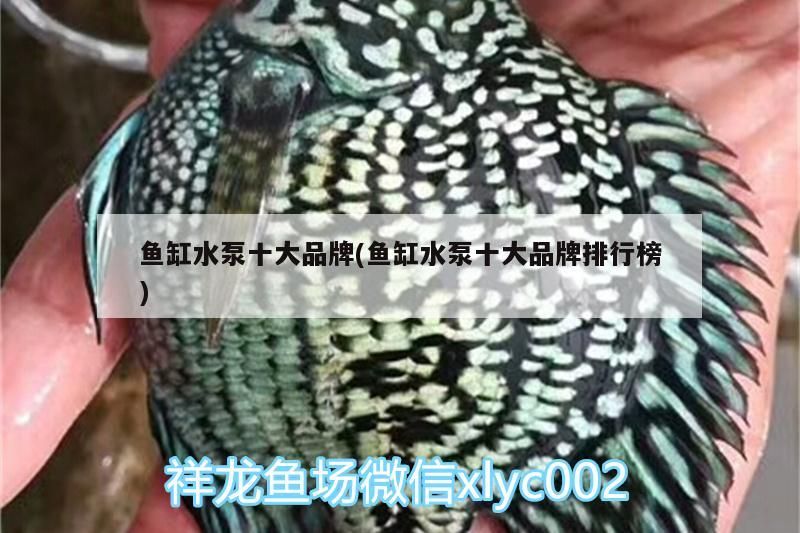 魚缸水泵十大品牌(魚缸水泵十大品牌排行榜)（魚缸水泵十大品牌）