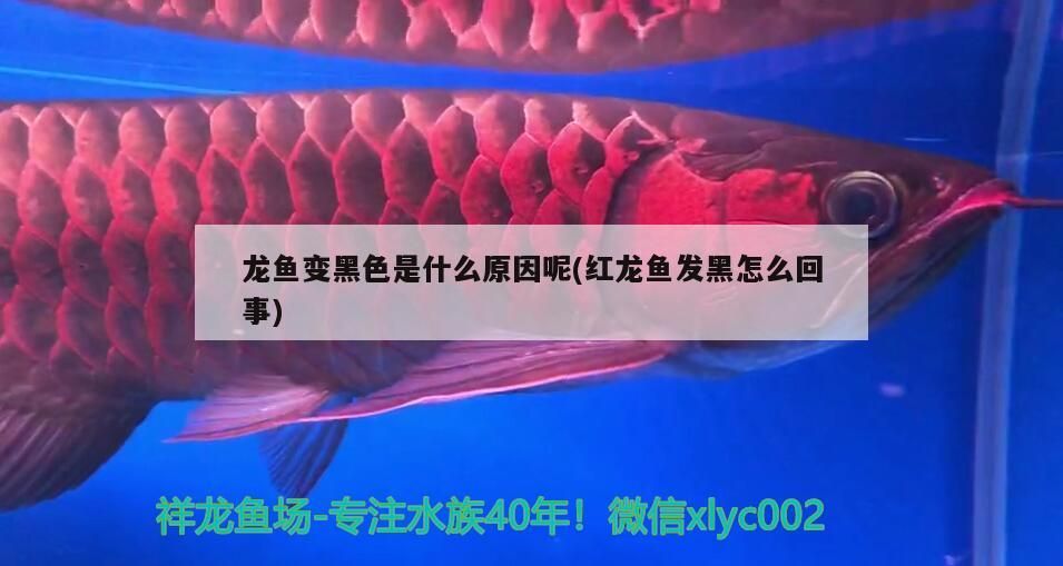 龍魚變黑色是什么原因呢(紅龍魚發黑怎么回事)