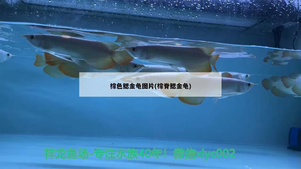棕色鰓金龜圖片(棕脊鰓金龜)