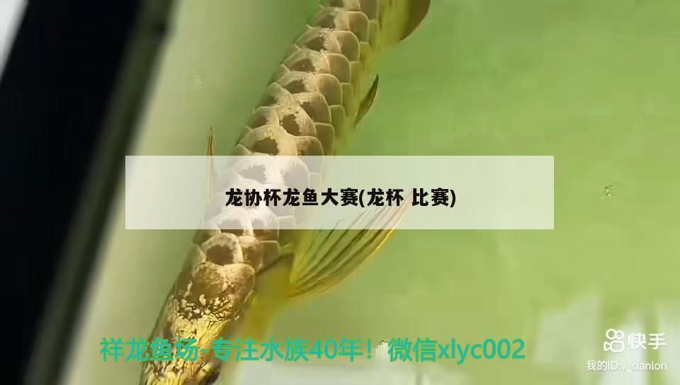 龍協(xié)杯龍魚大賽(龍杯比賽)