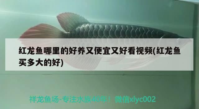 觀賞魚淘寶店鋪名字大全霸氣兩個(gè)字（觀賞魚店logo） 觀賞魚淘寶店鋪名字大全霸氣兩個(gè)字（觀賞魚店logo） 觀賞魚百科