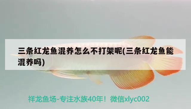 三條紅龍魚混養怎么不打架呢(三條紅龍魚能混養嗎)
