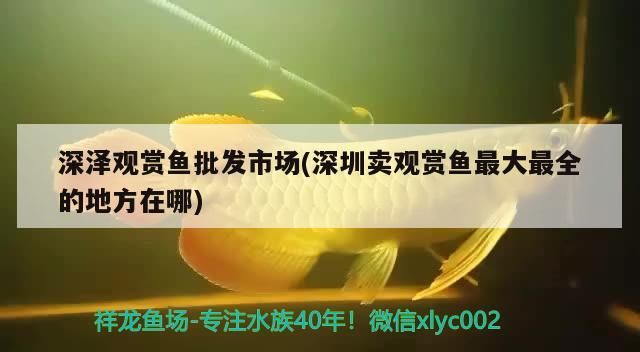 深澤觀賞魚批發市場(深圳賣觀賞魚最大最全的地方在哪)