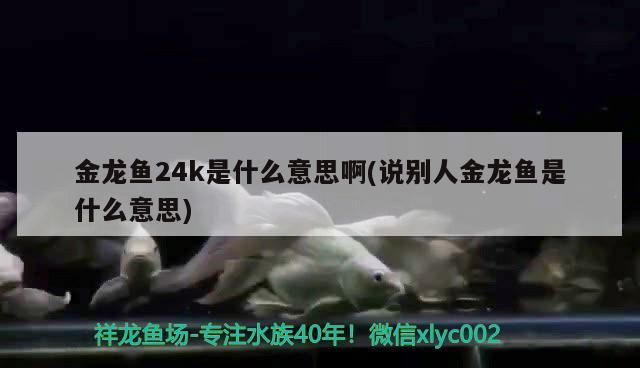 金龍魚24k是什么意思啊(說別人金龍魚是什么意思)