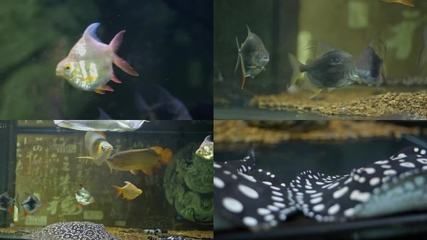 蝠鲼能和金龍魚一起養嗎（抱歉，搜索結果中并沒有直接提到“蝠鲼”）