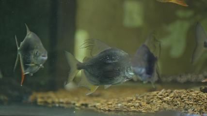 蝠鲼能和金龍魚一起養嗎（抱歉，搜索結果中并沒有直接提到“蝠鲼”）