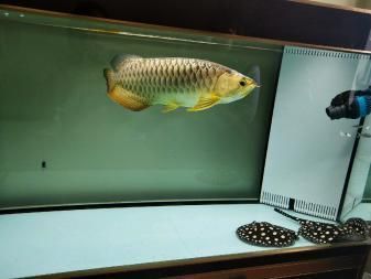 蝠鲼能和金龍魚一起養嗎（抱歉，搜索結果中并沒有直接提到“蝠鲼”）