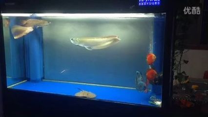蝠鲼能和金龍魚一起養嗎（抱歉，搜索結果中并沒有直接提到“蝠鲼”）