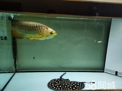 蝠鲼能和金龍魚一起養嗎（抱歉，搜索結果中并沒有直接提到“蝠鲼”）
