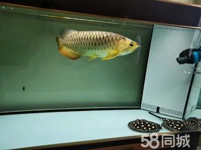 蝠鲼能和金龍魚一起養嗎（抱歉，搜索結果中并沒有直接提到“蝠鲼”）