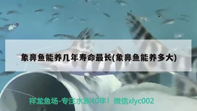 象鼻魚能養幾年壽命最長(象鼻魚能養多大)