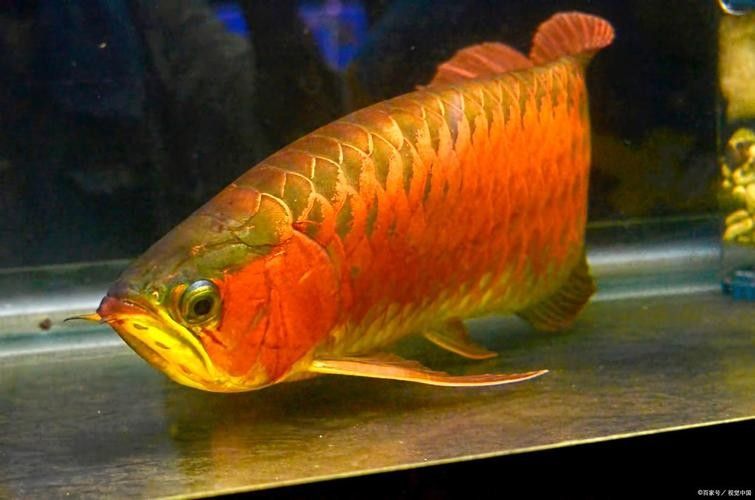遂寧紅龍魚(yú)
