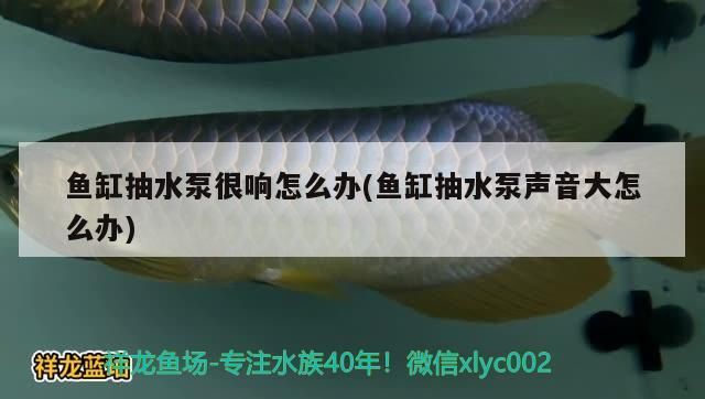 魚缸抽水泵很響怎么辦(魚缸抽水泵聲音大怎么辦)