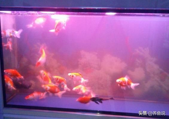 銀龍魚白點病怎么治療