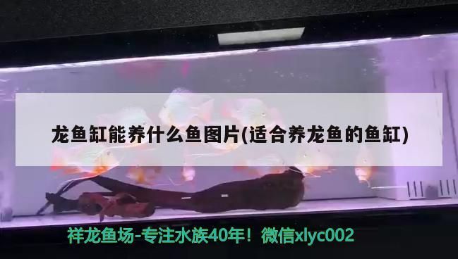 龍魚缸能養什么魚圖片(適合養龍魚的魚缸) 龍魚缸能養什么魚圖片(適合養龍魚的魚缸) 觀賞魚百科