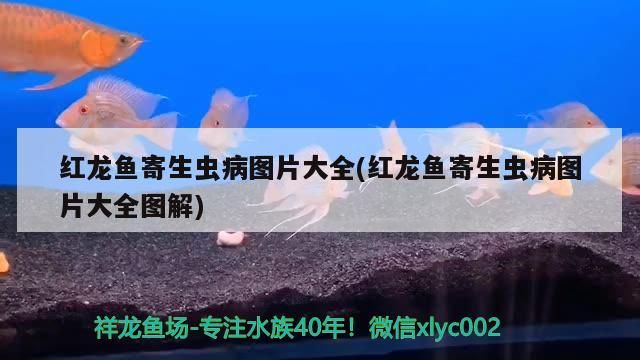 紅龍魚寄生蟲病圖片大全(紅龍魚寄生蟲病圖片大全圖解)