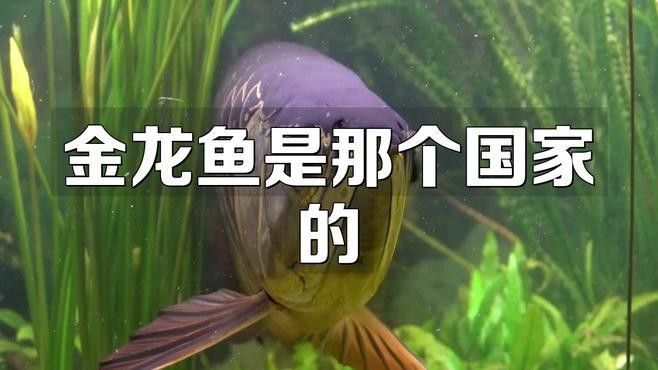 金龍魚的老板是哪個國家的