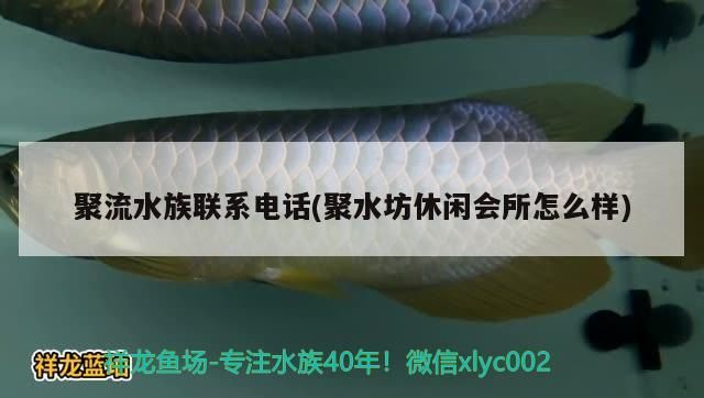 聚流水族聯系電話(聚水坊休閑會所怎么樣)