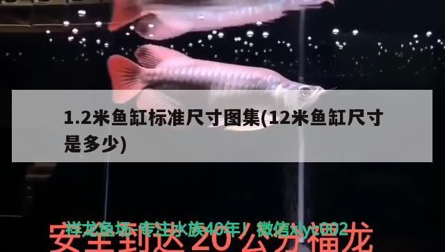 1.2米魚缸標準尺寸圖集(12米魚缸尺寸是多少) 1.2米魚缸標準尺寸圖集(12米魚缸尺寸是多少) 觀賞魚百科
