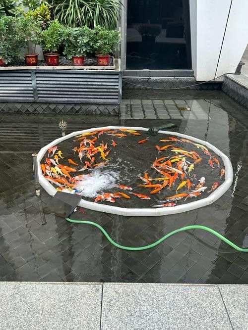 西夏金龍魚