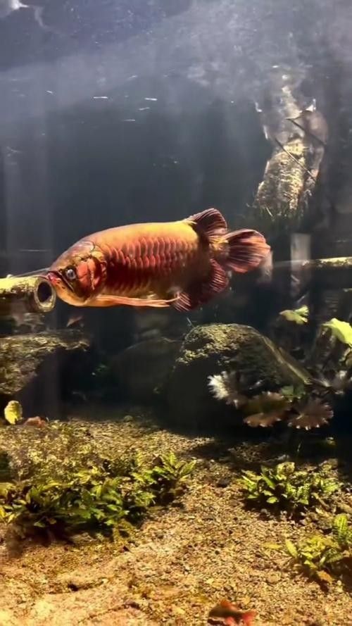 豐城紅龍魚