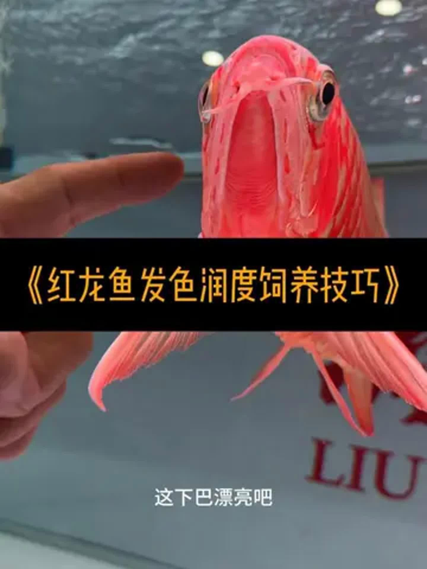 水磨溝紅龍魚